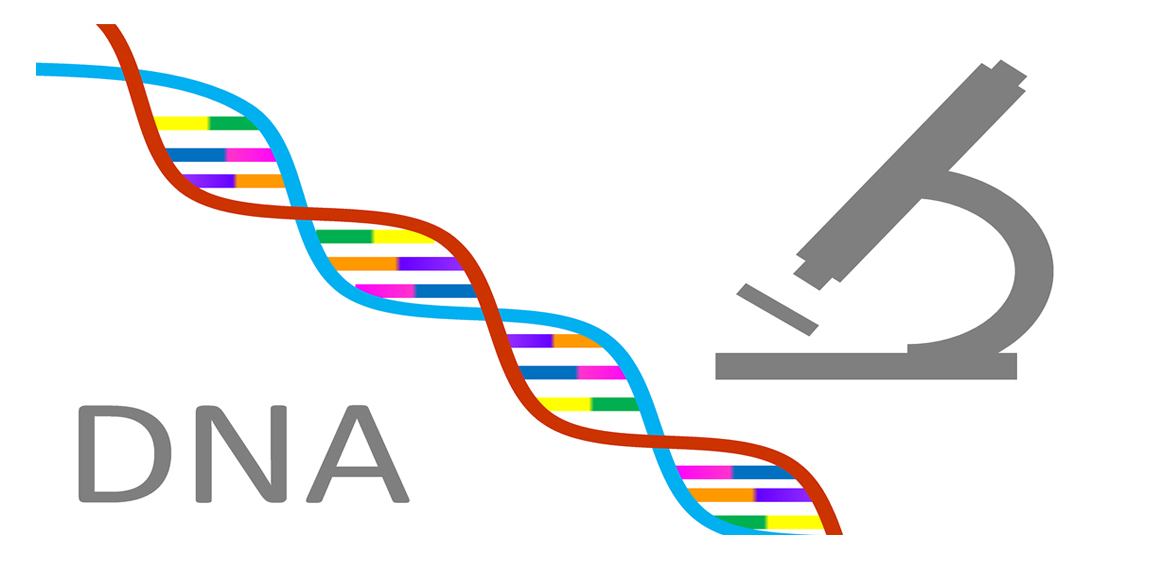 dna dora