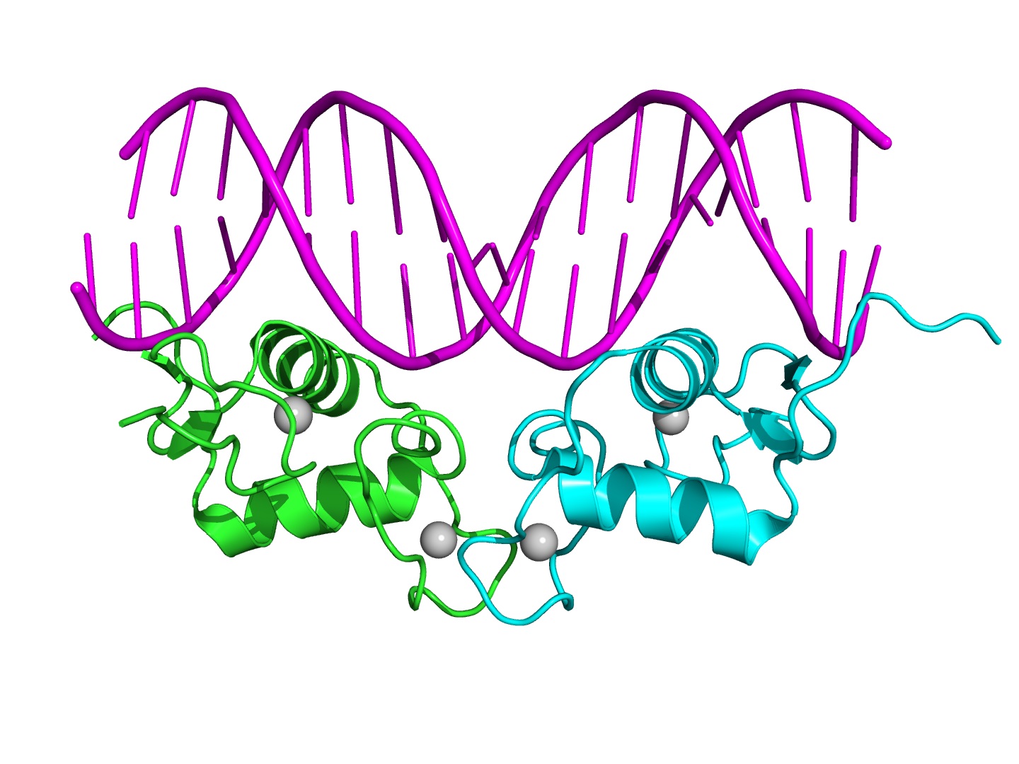 DNA