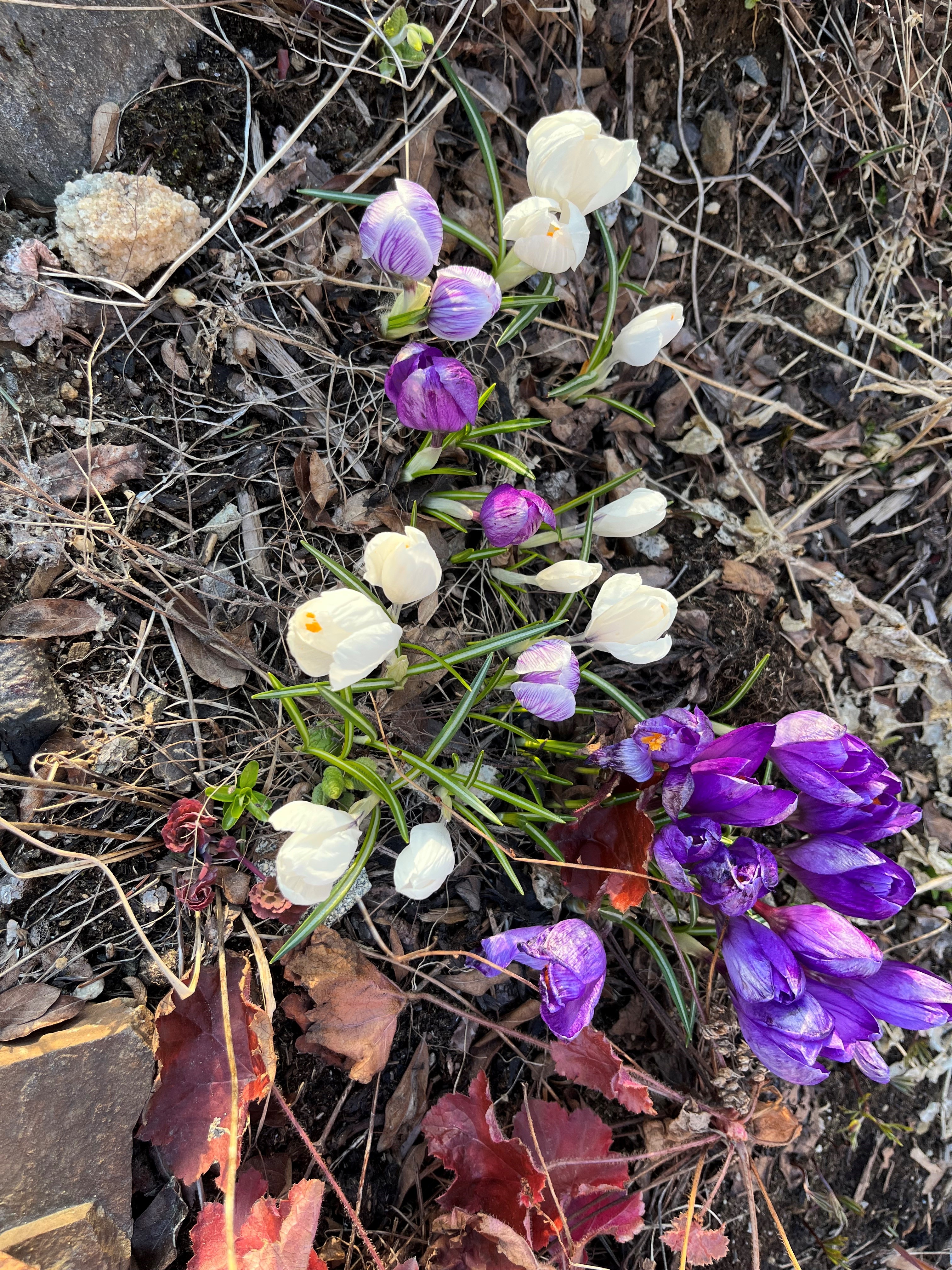 Krokus