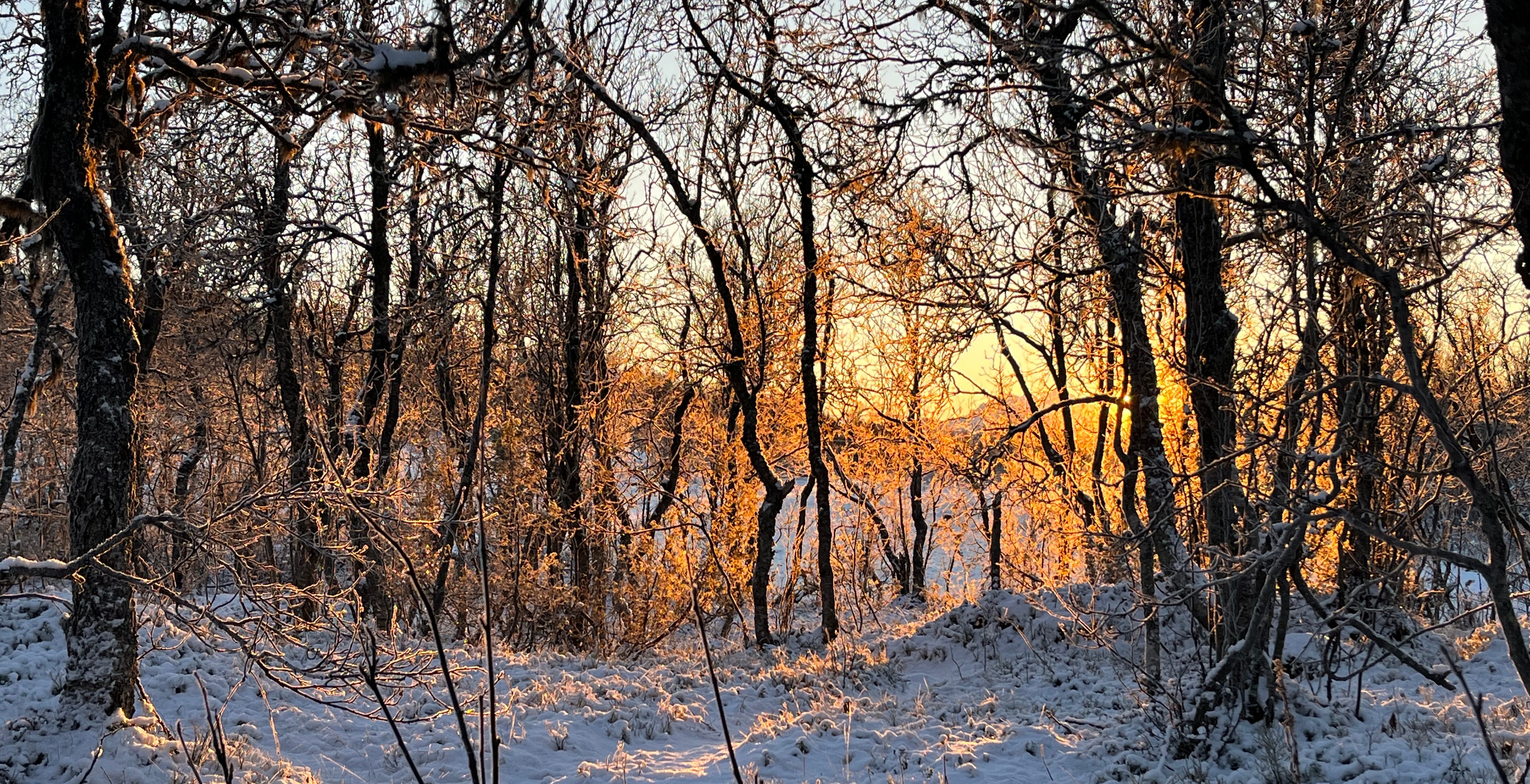 Det lysner i skogen