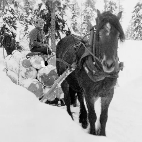 Mann med hest
