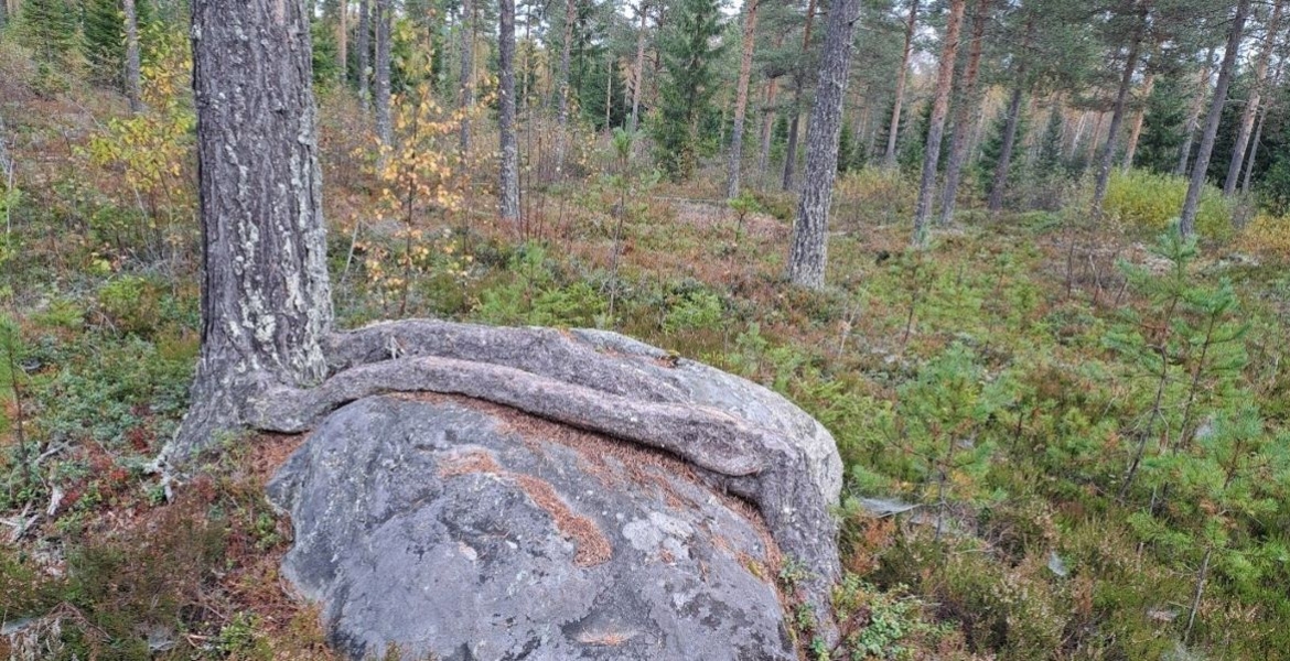 Røtter 
